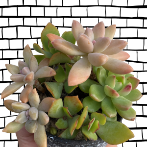 Coffee Mug With Plant | Branded Coffee Cup